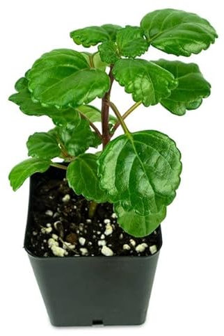 Planta Dinero - Planta Viva - Plectranthus Verticillatus - Planta Natural - Planta para el Hogar