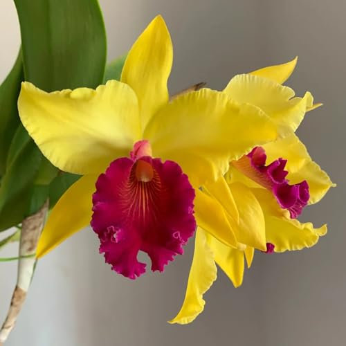 cattleya orchidee samen, orchideen winterharte kübelpflanzen cattleya pflanzen für sonnige plätze steingartenpflanzen winterhart winterharte pflanzen für garten 100pcs