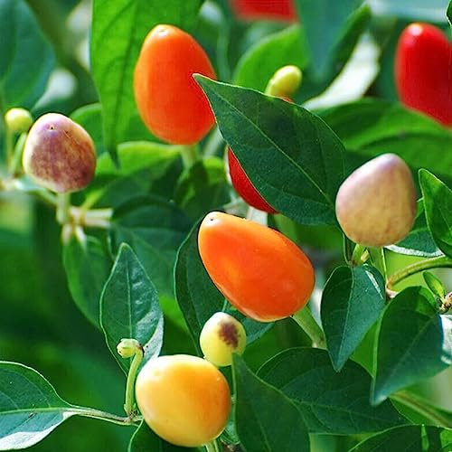 100 Unids/bolsa Semillas de Chile Mixtas Prolíficas Fáciles de Cultivar Alta Germinación Plántulas de Vegetales Naturales Flor Frutal Árbol Semillas de Vegetales Semillas