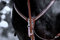 Tysons Breeches DEISTER Vorderzeug Schwarz Cognac Glitzer Strass Martingal Pony VB WB X Full Hilfszügel Springen (Warmblut, Cognac)