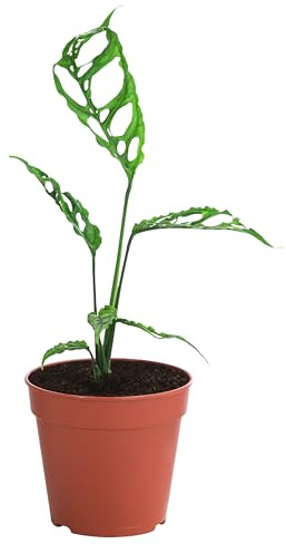 Dehner Fensterblatt Peru, stark gefenstertes Blattwerk, 20 cm, Ø Topf 12 cm | Monstera obliqua, Rarität, exotische Zimmerpflanze, für helle und luftfeuchte Standorte ohne direkte Sonne