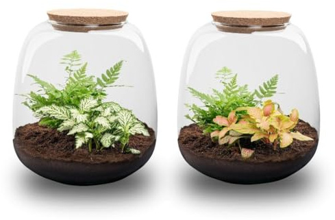Terrario Piante in Vetro, Kit Fai da Te con Fittonia, Ø 19 cm, H 20 cm
