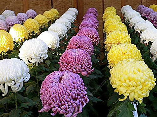 100 Semillas Semillas de Aster Crisantemo chino ornamental de flores en maceta Plantas hermosas para jardín Plantar Blanca