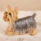 MBROS Tierische Gartenstatuen, Harz-Yorkshire-Terrier-Statue, Simulationshund-Ornamente, Hundestatue, Wohnzimmer, Heimeinrichtung, Outdoor-Gartendekorationen