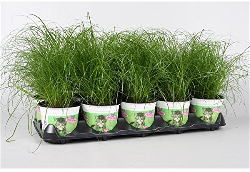 Blumen-Senf Katzengras 10 Pflanzen - Cyperus alternifolius Zumula - zur Verdauungsunterstützung von Katzen