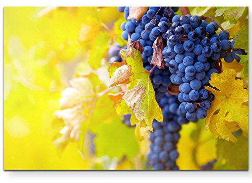 Leinwandbilder | Bilder Leinwand 120x80cm Blaue Weinrebe im Herbst