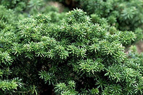 Abies koreana 'Cis' 20-25 cm, Koreanische Tanne, kompakte Wuchsform, ideal für Steingärten und Kübel, immergrün, winterhart