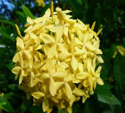 Semi di geranio in fiore, 100 pezzi, gialli