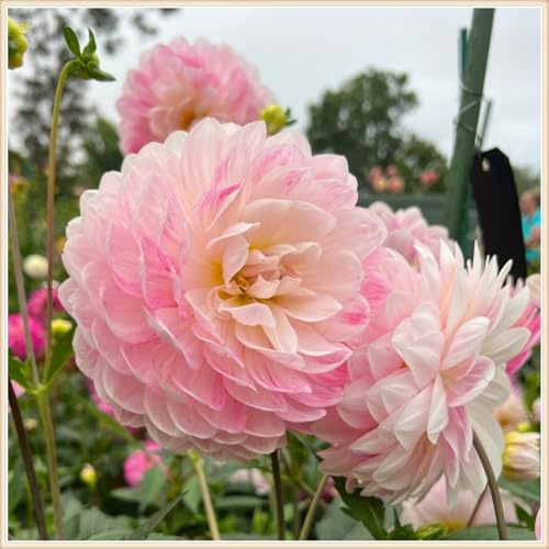 (HGJKYTFCDG) Winterhart pflanzen, Blumenzwiebel Mix, Mysteriöse magische Glühbirne, 2026 Winterhart zwiebeln-2 Dahlien knolle-X