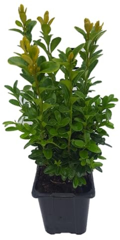 25 x Pflanze „Buchsbaum“ (Buxus sempervirens) 20-25 cm Strauch – immergrün, winterhart, ideal für Garten & Kübel – kompakt & pflegeleicht