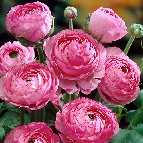 Ranunkeln 'Pink' - 10 Stück