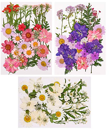 Xinzistar 105 pièces Ensemble de Fleurs séchées pressées Naturelles pour Bricolage Mélange Fleurs séchées de DIY Bougie Peinture pour Décoration Nail Art Artisanat Maquillage