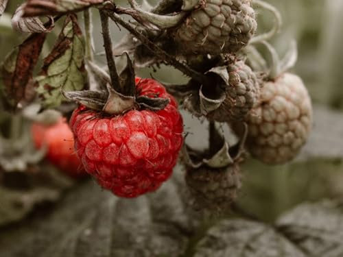 Puzzle Adulte Puzzle 1000 pièces - Challenge Puzzle-Framboise, Baie, buisson 70x50cm