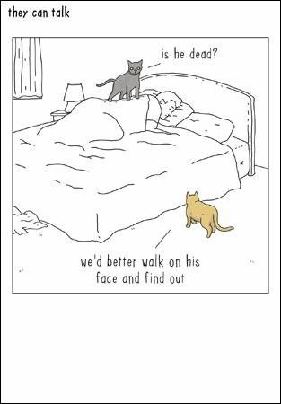 Humorous Blank Card - (WDM-428784) - Walk On Face - From The They Can Talk Range - Suitable For Birthdays & Other Occasions