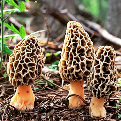 kiskick 100 Stück frische Morchella-Samen, Morcheln, Pilzbrut, trockene Sporen, Myzel, Bonsai, einfach zu züchten Morchella-Samen