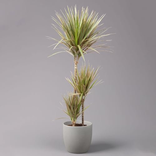 Gerandeter Drachenbaum 'Bicolor', Topf-Ø 21 cm, Höhe ca. 110 cm