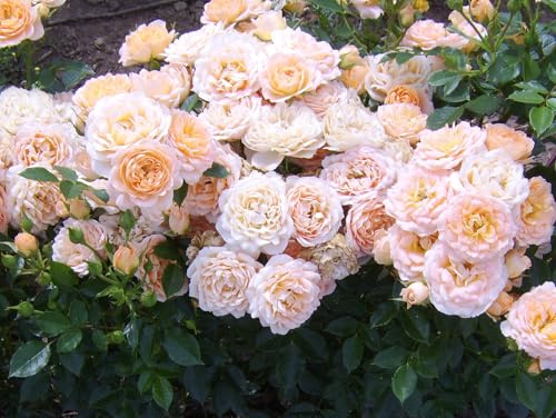 Sweet Dreams - Peachy Apricot Patio Rose - 4L Potted