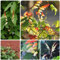 Sternwinde Samen - Mina lobata - nachhaltige geschenke balkon pflanze sommerblumen bonsai samen blumensamen stauden winterhart mehrjährig pflanzen für sonnige plätze pflanzen für 60pcs