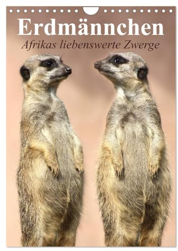 Erdmännchen - Afrikas liebenswerte Zwerge (Wandkalender 2026 DIN A4 hoch), CALVENDO Monatskalender: Die talentierten Bluffer und Buddler aus Südafrika (CALVENDO Tiere)