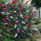Schmetterling Bush Mix Blumensamen (Buddleja Davidii Mix) 30 + Seeds