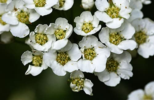 Heckenspiere/Prachtspiere - Spiraea vanhouttei - Containerware 60-100 cm - Garten von Ehren®
