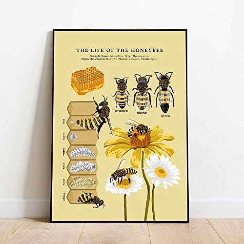 Bilder,Poster Kunstdrucke,Antike Bienen Druckt Natürliche Poster Insekten Vintage Biologie Biene Wandkunst Leinwand Kinder Pädagogische Malerei Biene Lebenszyklus Wand Dez.,Gemälde - 30X40Cm