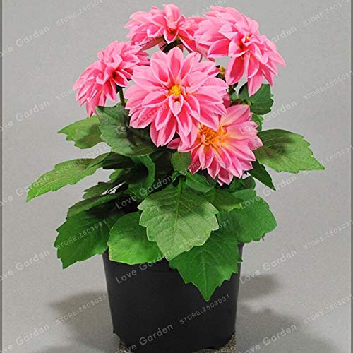 freschi 50 semi Pz Dalia per piantare Soft Pink