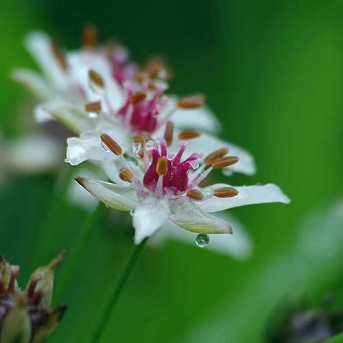 50 pcs Schwanenblume Samen Teichpflanzen Winterhart (Butomus umbellatus) Winterharte Stauden Nachhaltige Geschenke Gartengeschenke Exotische Pflanzen Stauden Winterhart Mehrjährig