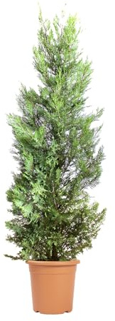 KENTIS - Cupressocyparis Leylandii Castlewellan Gold – Gelbe Leyland-Zypresse – Echte Heckenpflanze Für Draußen – H 140/160 cm Vase Ø 24 cm