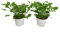 Geranio Antimosquitos Pack de 2 Geranio Limón Plantas Repelentes Mosquitos Geranio Citronela