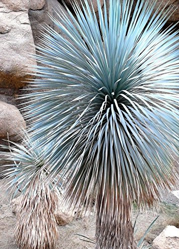 Yuca con picos, yuca rostrata Big Bend Agave Albero Aloe giardino Simile al seme di 50 SEMI