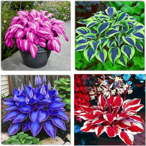 Hosta Bulbs,Strong Plants That Grow Well/Mix Golden Jade Carving Feels Perfect-4bulbs-A