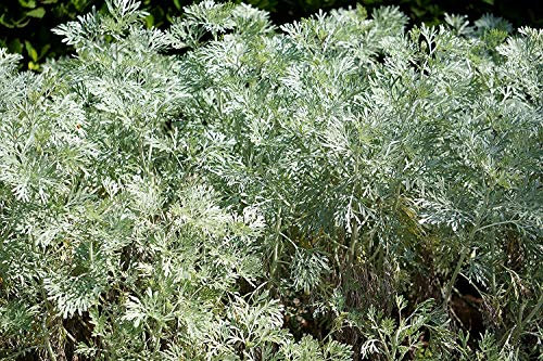 Wermutkraut - Artemisia absinthium L. - 2000 Samen