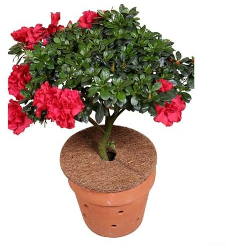 Discos de mantillo de coco para el desarrollo saludable de las plantas, juego de 3 (30 cm)