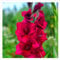 Winterhartige Gladiolen-Blütenknollen - Einfach und Schön für Ihren Garten,Wintertolerante Gladiolenknollen - Bringen Sie atemberaubende Sommerblüten in Ihren Garten-15 zwiebeln-E