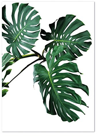 PICSonPAPER Poster Monstera, ungerahmt 40 cm x 50 cm, Dekoration, Kunstdruck, Wandbild, Fineartprint, Wandposter, Poster Blatt, Poster Blätter, (Monstera ungerahmt, 40 cm x 50 cm)