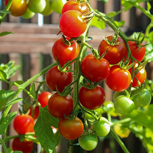 Miel du Mexique Bio-Tomatensamen für ca. 10 Pflanzen - mexikanische Honigtomate