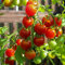 Miel du Mexique Bio-Tomatensamen für ca. 10 Pflanzen - mexikanische Honigtomate