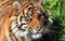PUZZLECABIN Puzzles für Erwachsene 5000 Teile Klassisches Puzzle Tiger 19 Bunte Setzspiele Geschicklichkeitsspiele für die ganze Familie