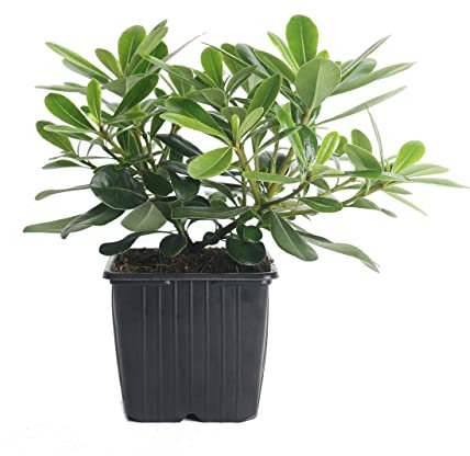 Arbusto Ornamental Natural de Pittosporum o Azarero Árbol de Exterior