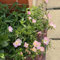 800 pcs pflanze rosa nachtkerze samen blumenwiese samen，pflanzen für draußen bodendecker winterhart，gartenpflanzen gartenpflanzen winterhart mehrjährig bonsai topf，garten pflanzen