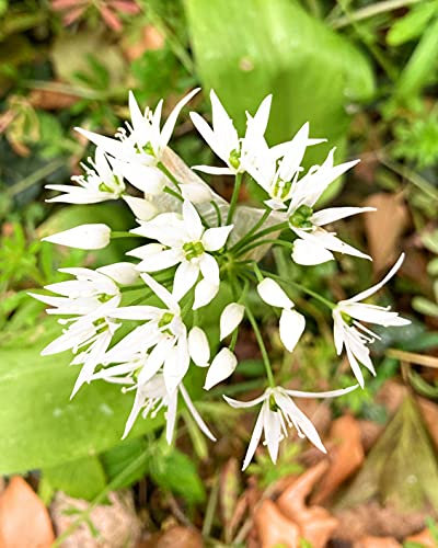 3 Bulbs of Allium ursinum (Wild Garlic) Includes Postage