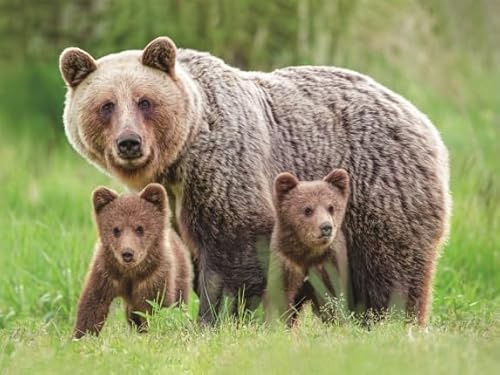3 D Platzset Braunbären Familie, 2erSet, Tischset, Tier Tiere Braunbär