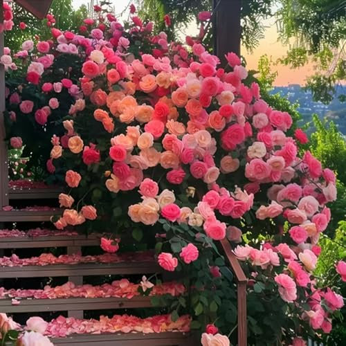 Kletterrose in Rosa,Kletterrose Samen Blumen Winterhart Duftend,200 Stück Kletterrose Samen Blumen,Kletterrose Blumen für Garten, Zaun, Wand & Fenster – Ganzjährig pflanzbar,Kletterrosensamen