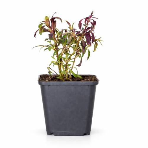 Exotenherz Gaura lindheimeri Siskiyou Pink - Prachtkerze - 9cm Topf - 10-25cm - Set mit 24 Pflanzen