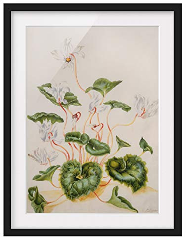 Bild Anna Maria Sibylla Merian Weiße Veilchen Schwarz mit Passepart. 100x70cm