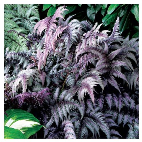 Stauden Gänge 3 x Athyrium niponicum 'Burgundy Lace' winterhart | Immergrüner Farn für Halbschatten bis Schatten, mehrjährig, 1 L Topf (11x11 cm)