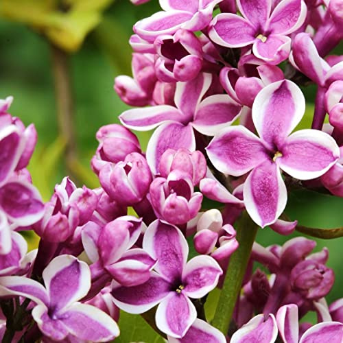 Flieder Sensation zweifarbige Blüte purpur mit weißem Rand Gartenflieder Syringa 5 Liter Topfballen