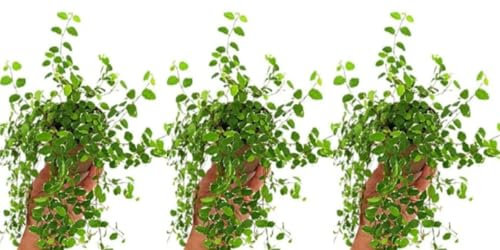 Pack de 3 Plantas Ficus Pumila White, 15-20 cm. Planta trepadora de interior con hojas verdes y bordes blancos, decorativa. Segura Garden.