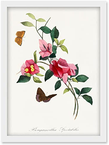 Wee Blue Coo Bougainvillea Pretty Pink Floral Vine Bloom with Butterflies Vintage Illustration Artwork Framed Wall Art Print A4